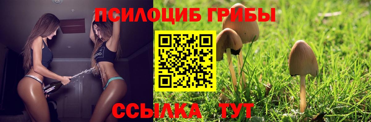 Псилоцибиновые грибы Psilocybine cubensis Тихвин